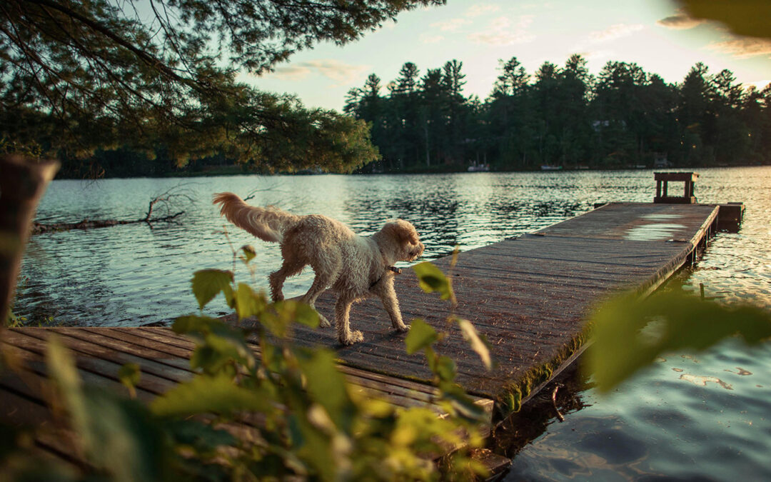 Summer Water Fun for You and Your Dog