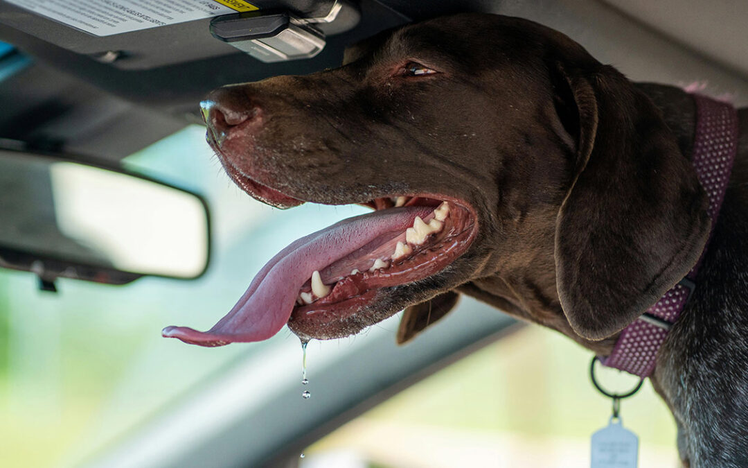 Protect Your Pets From Heat: 7 Summer Safety Tips Every Owner Should Know